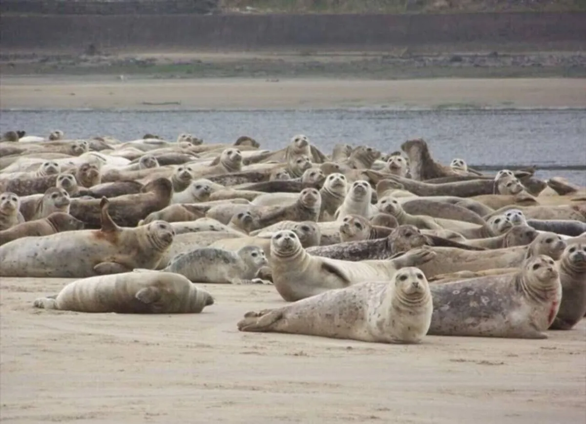 Seals on the beach